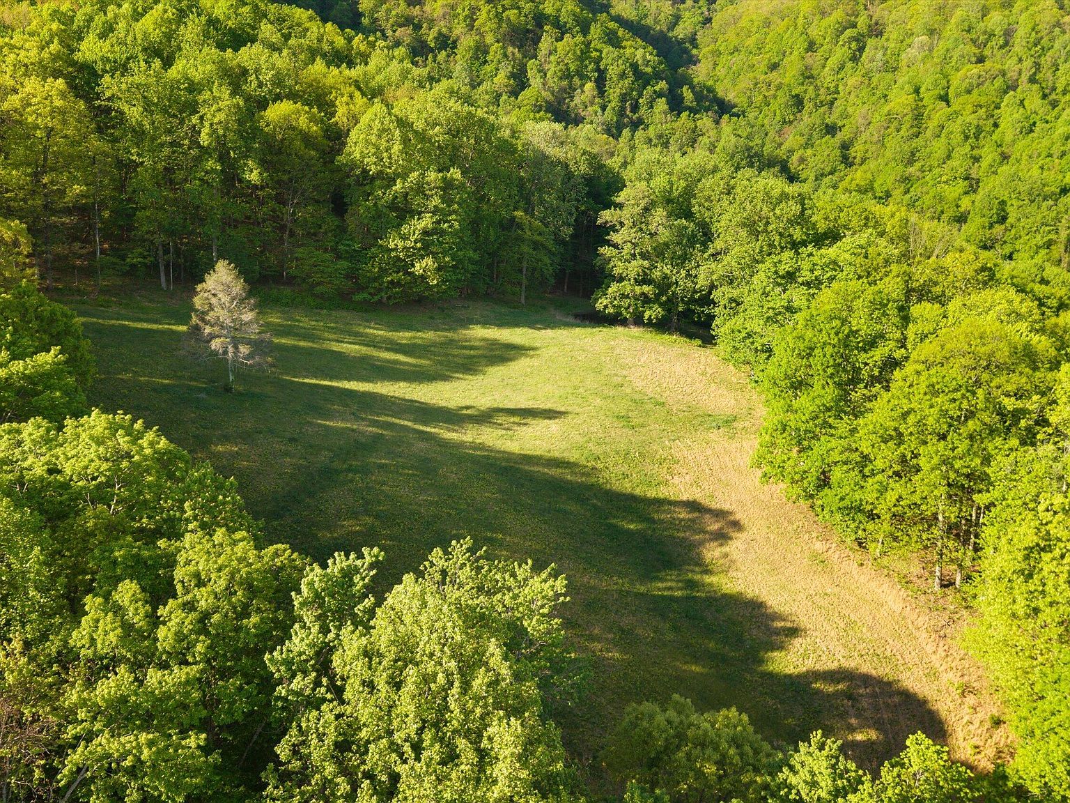 Aerial of a secluded grass clearing surrounded by forest on 172 Pam Lane, with a single tree in the meadow and a worn trail running through it